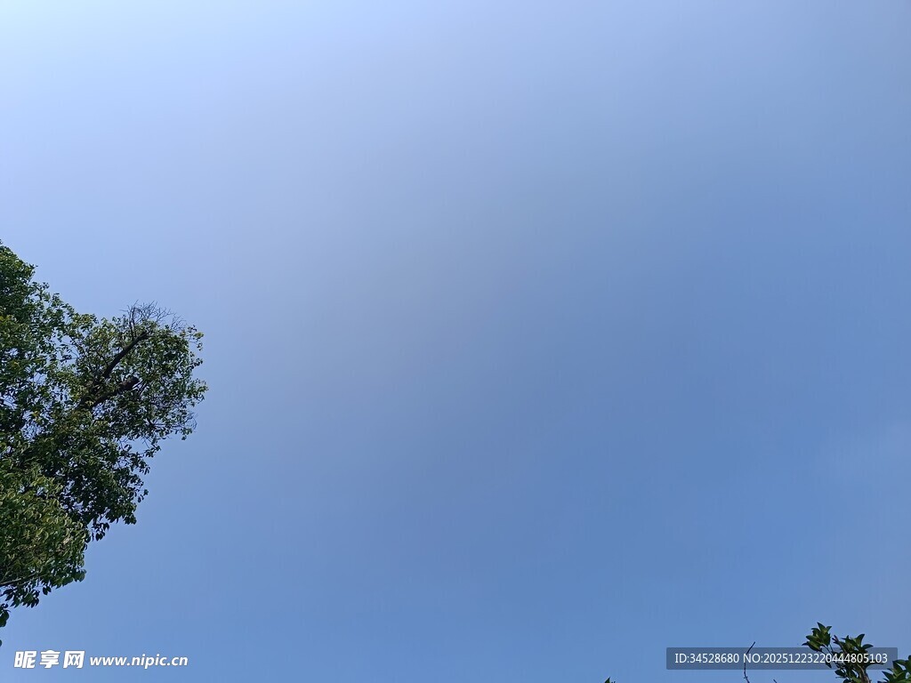 仰望蓝天与树梢