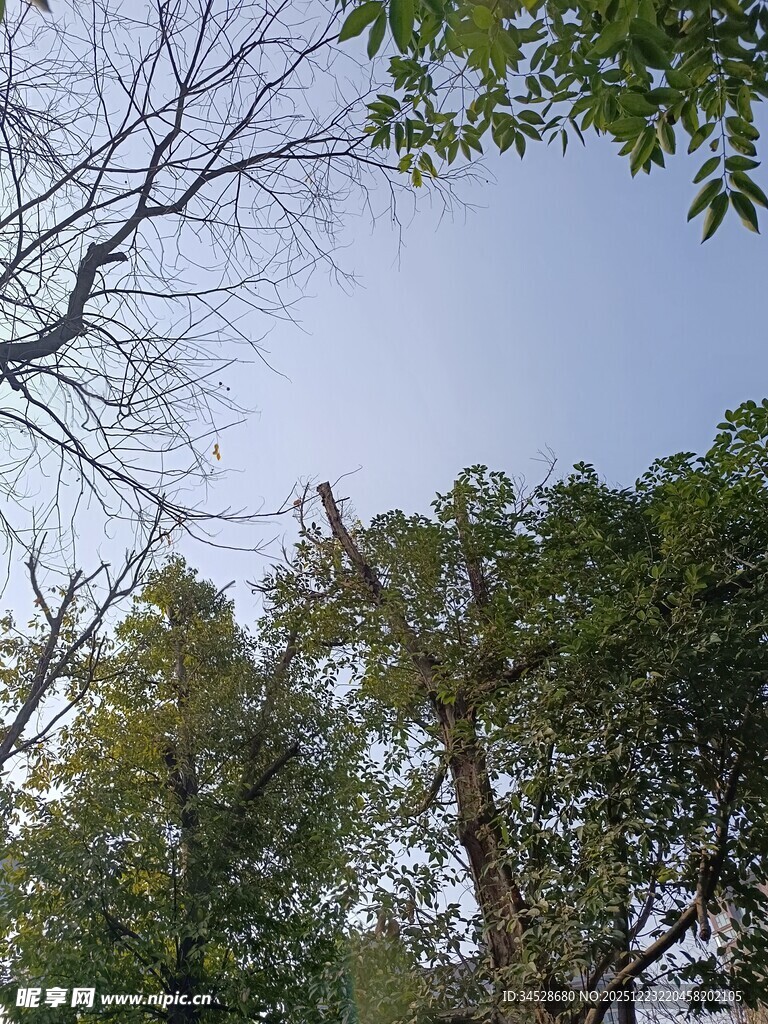 仰视林间树木与天空