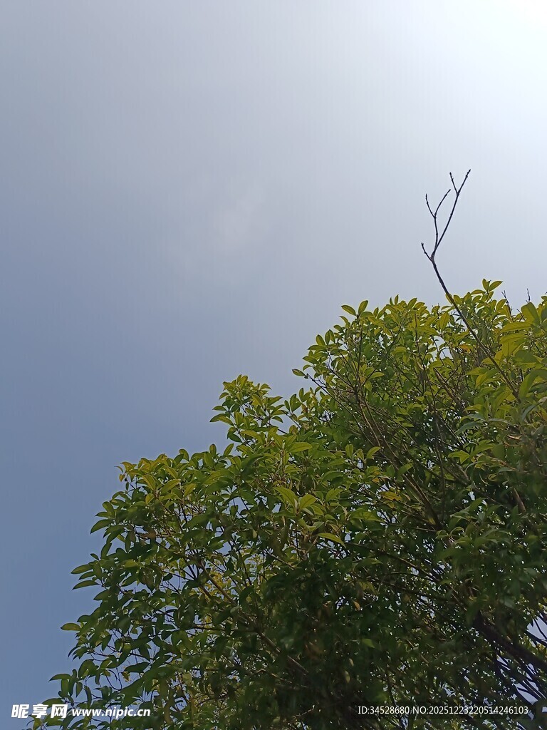 阳光下的绿树与蓝天