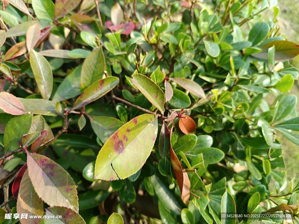 绿叶间的多彩叶片