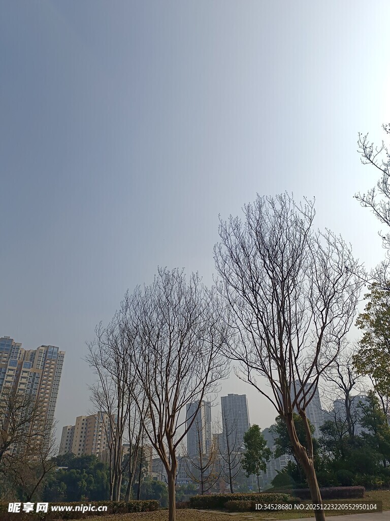 城市公园冬日树木景观