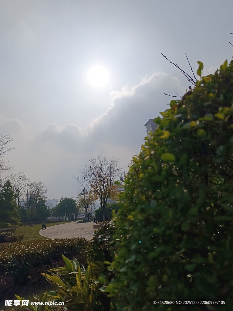 阳光照耀下的绿植景观