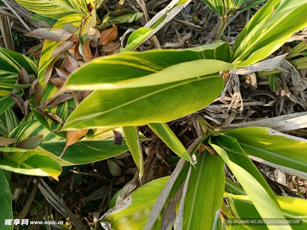 黄绿相间的植物叶片