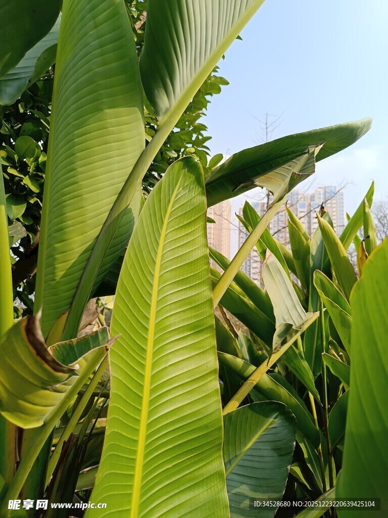 翠绿芭蕉叶特写