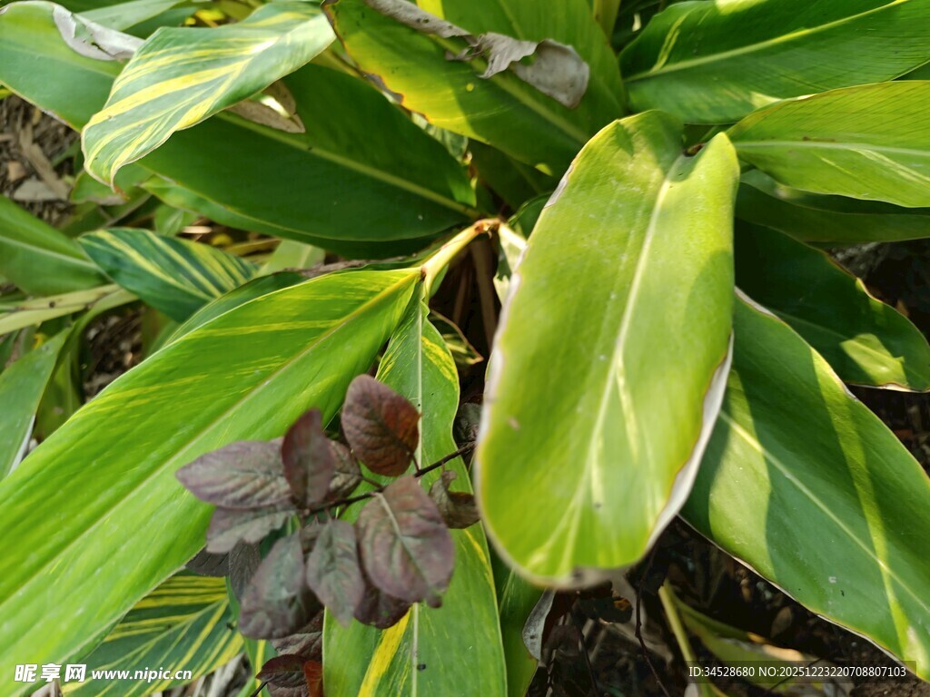 翠绿阔叶植物特写