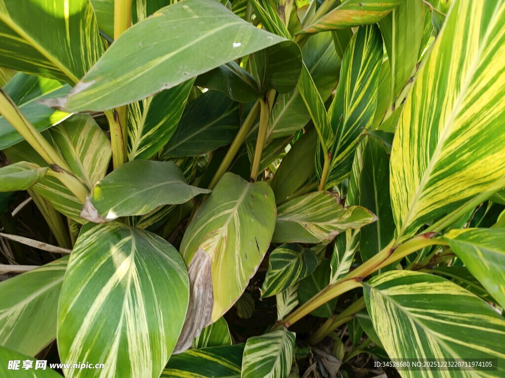 斑斓叶片的多彩植物
