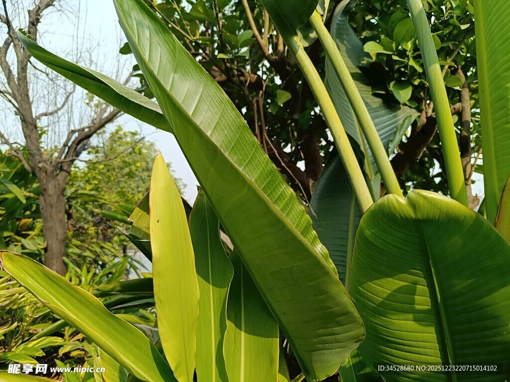 翠绿芭蕉叶 