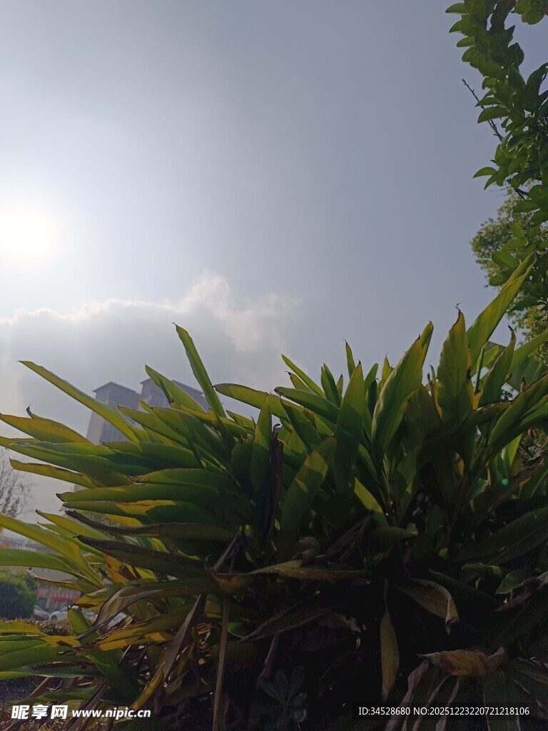 阳光下的葱郁绿植