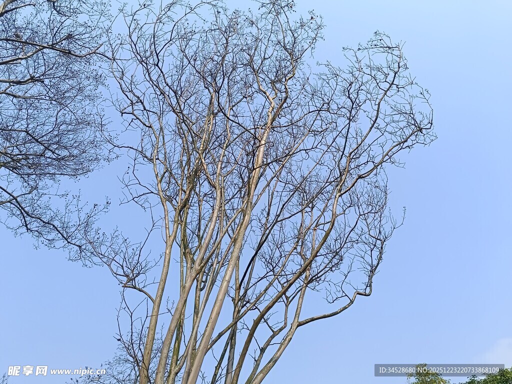 蓝天映衬下的光秃树木