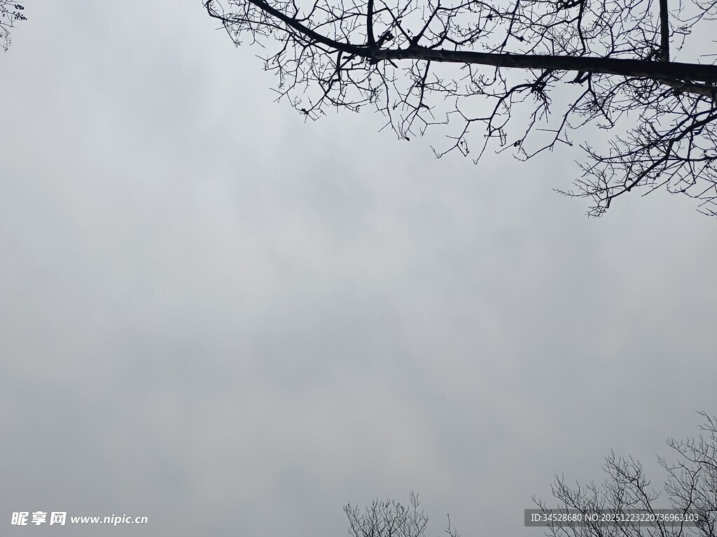冬日枯树枝干与灰蒙天空