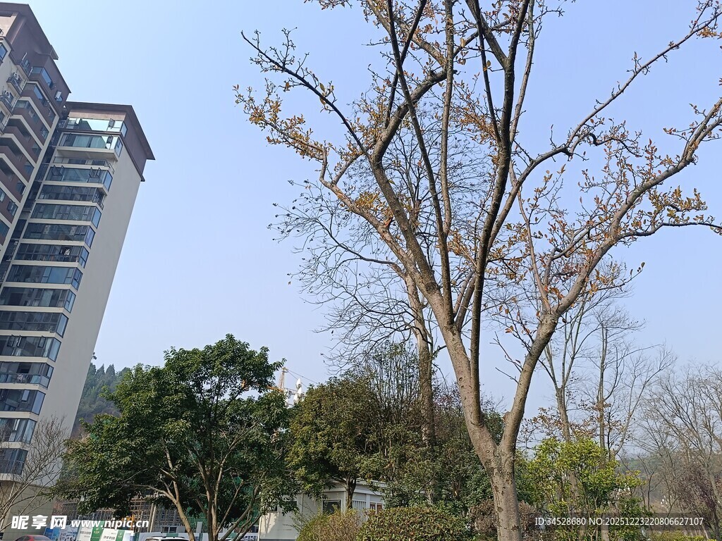 城市中光秃树木与高楼