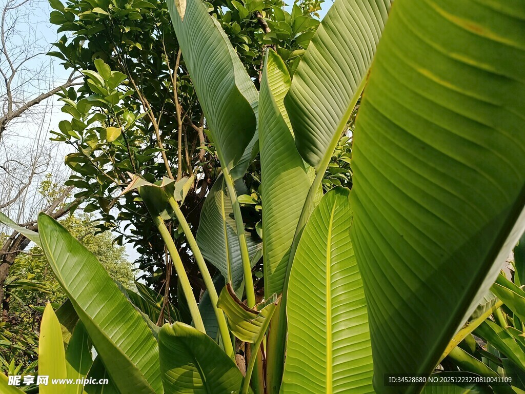 翠绿芭蕉叶的自然景致