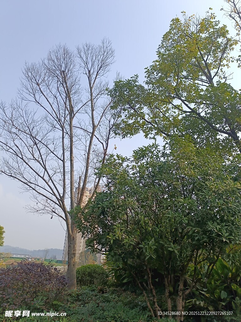 冬日枯树与葱郁绿植