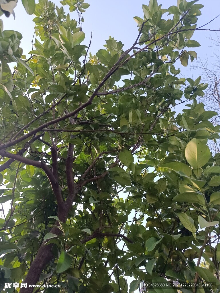 绿叶繁茂的树枝