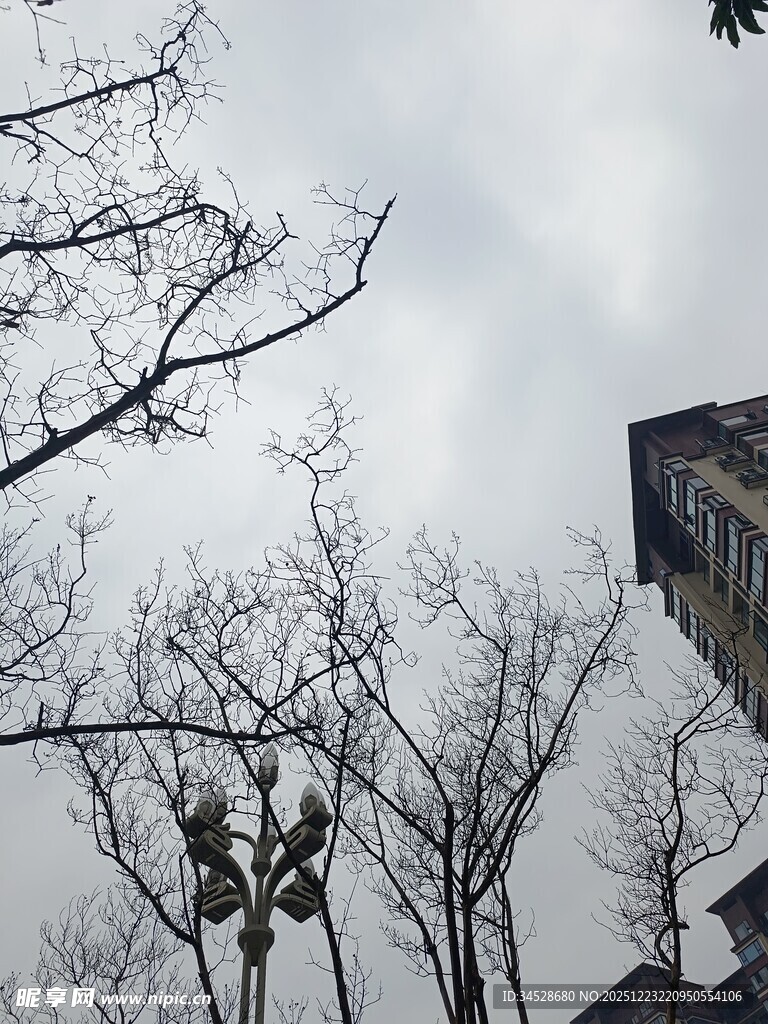 冬日枯树旁的高楼景象