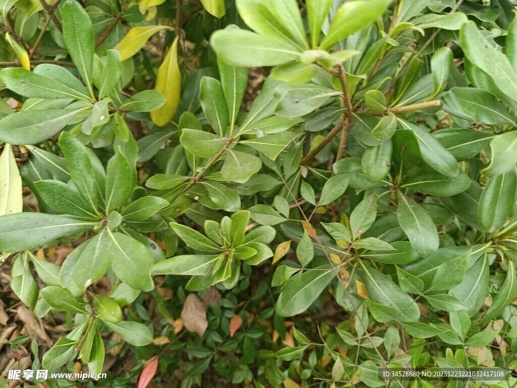 绿叶繁茂的绿色植物