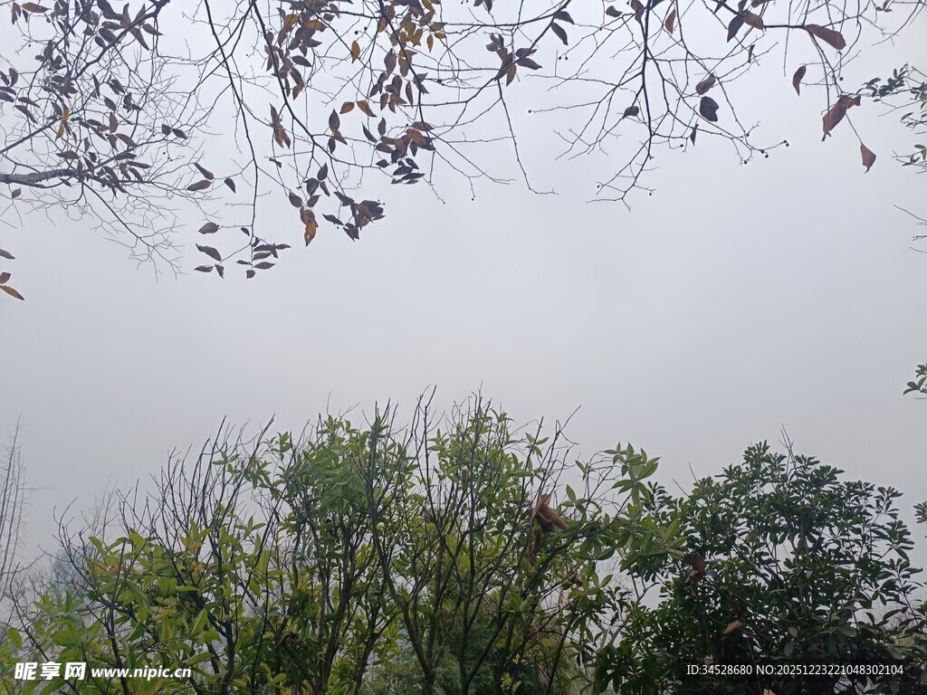 树梢间的朦胧天空