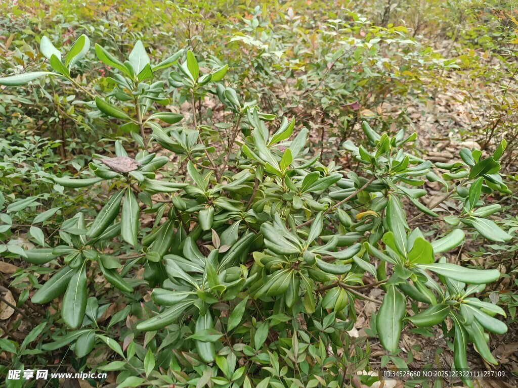 绿叶繁茂的植物景观