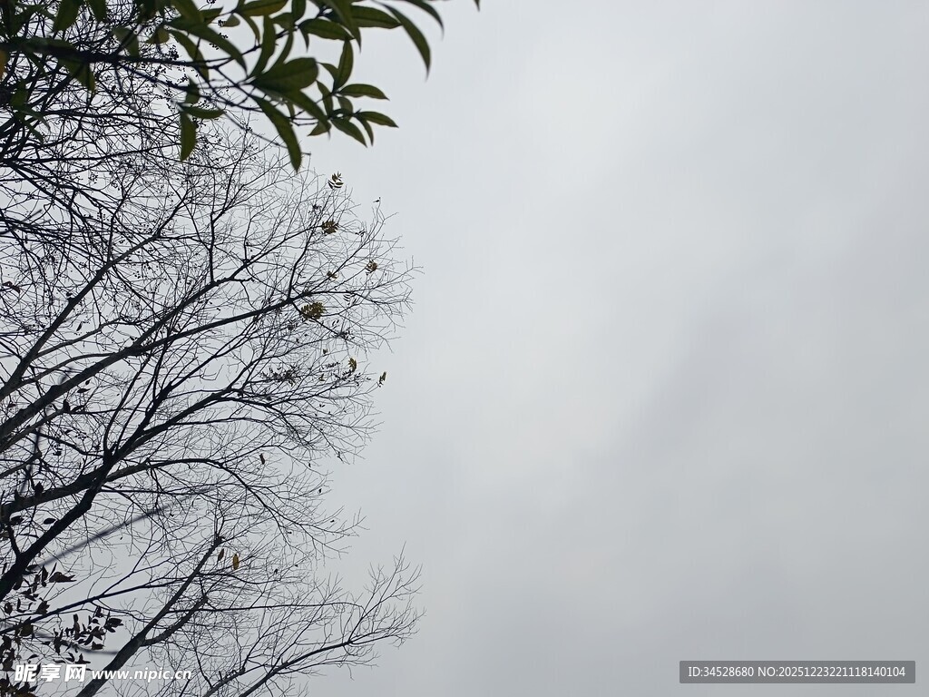 阴天里的光秃树枝