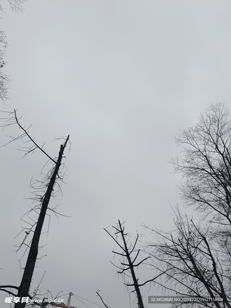 枯树林立的萧瑟景象