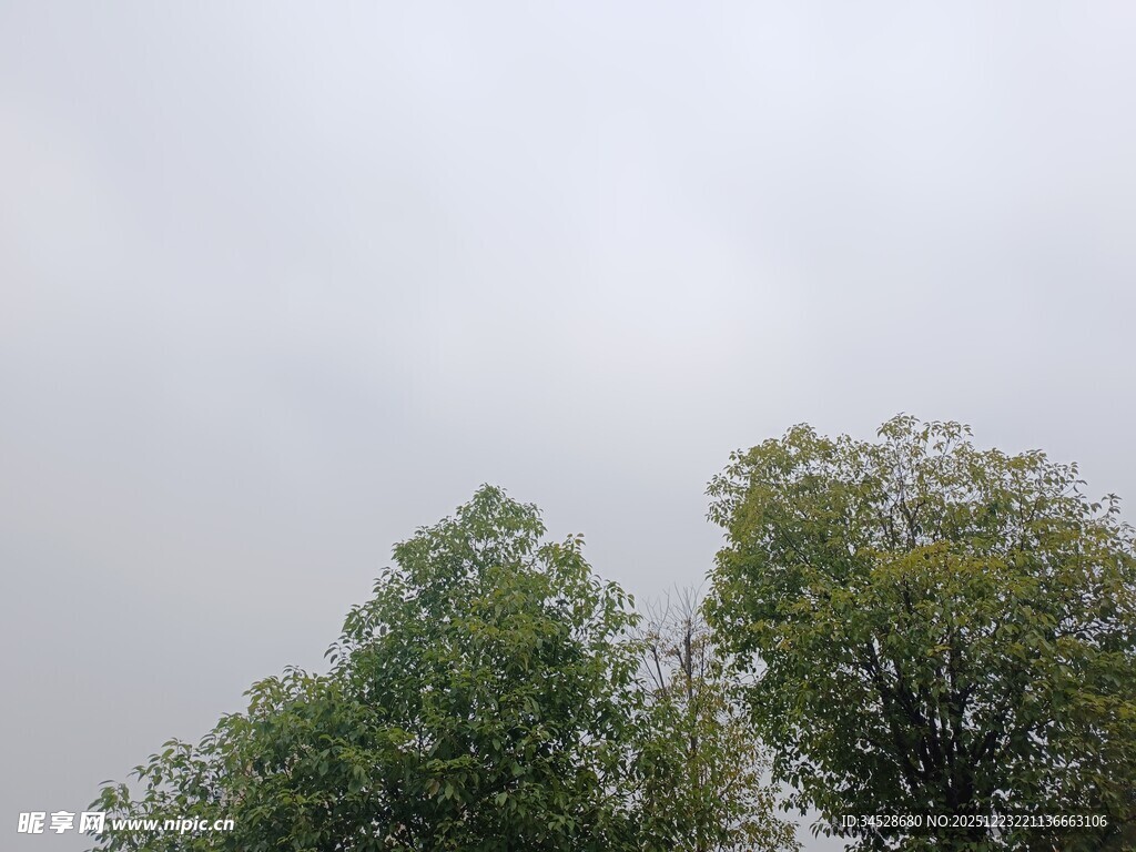 两棵绿树映衬灰蒙天空