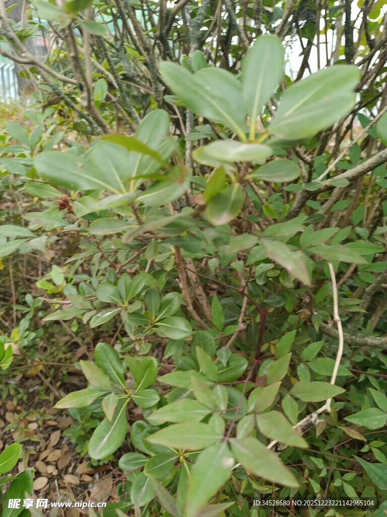 绿叶繁茂的植物景象