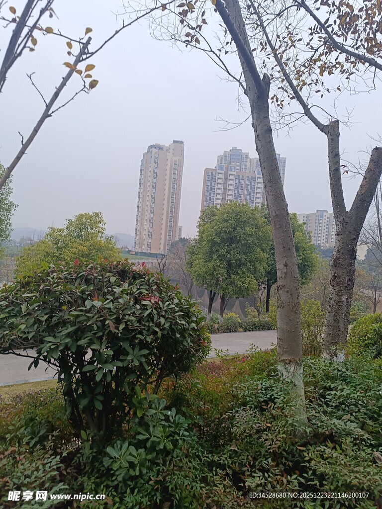 城市公园绿植与高楼景观