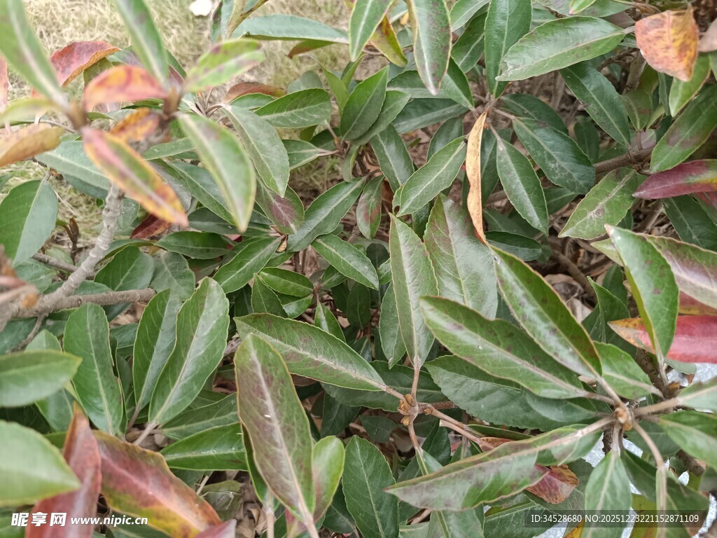 绿叶间的多彩植物景观