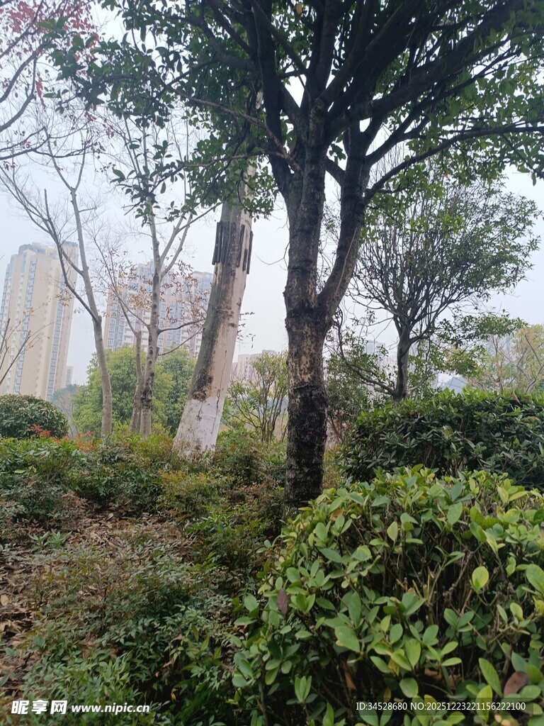 城市中的绿意盎然景观