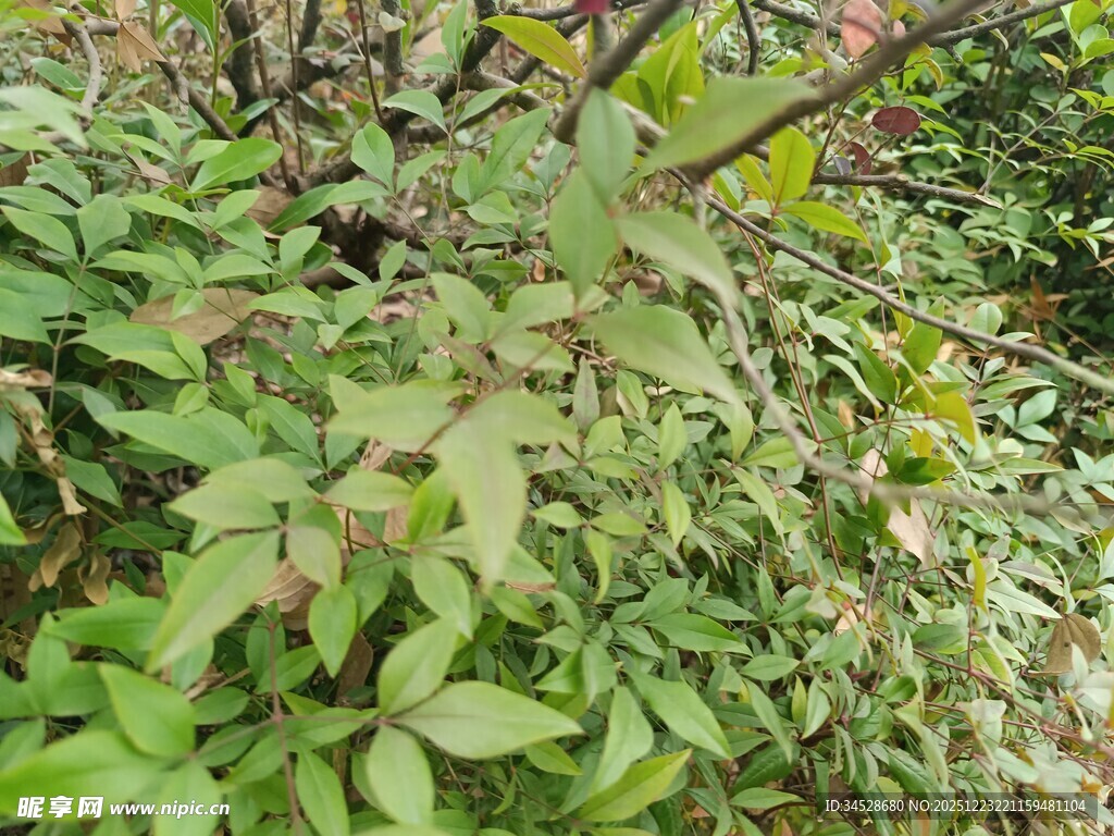 绿叶繁茂的植物景象