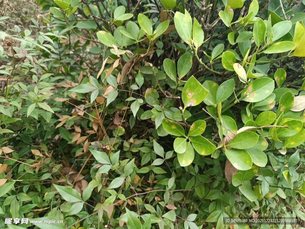 绿叶繁茂的植物景观