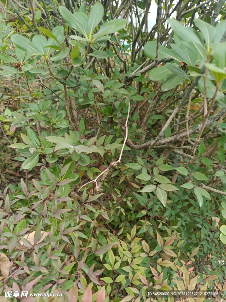 野外繁茂的绿色灌木丛