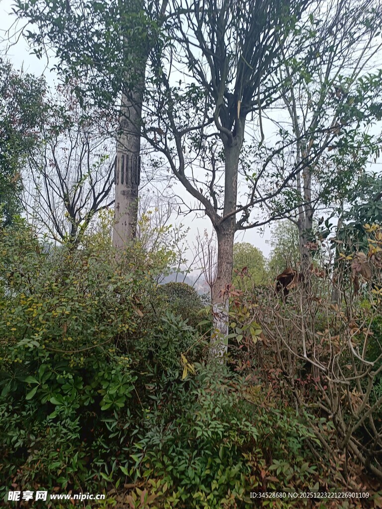 林间树木与繁茂植被景象