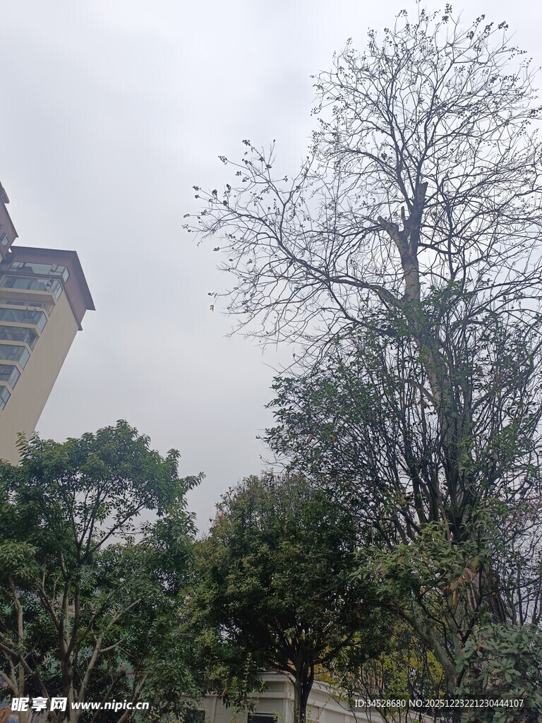 户外树木与建筑物景观