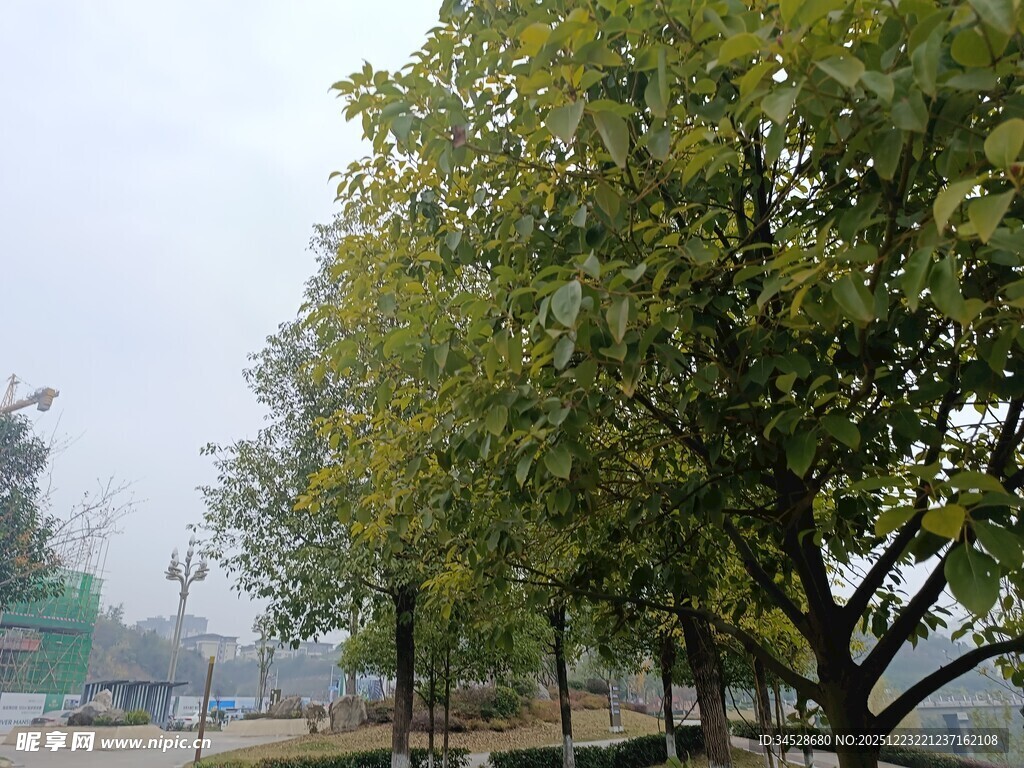 路边绿树成荫的景象