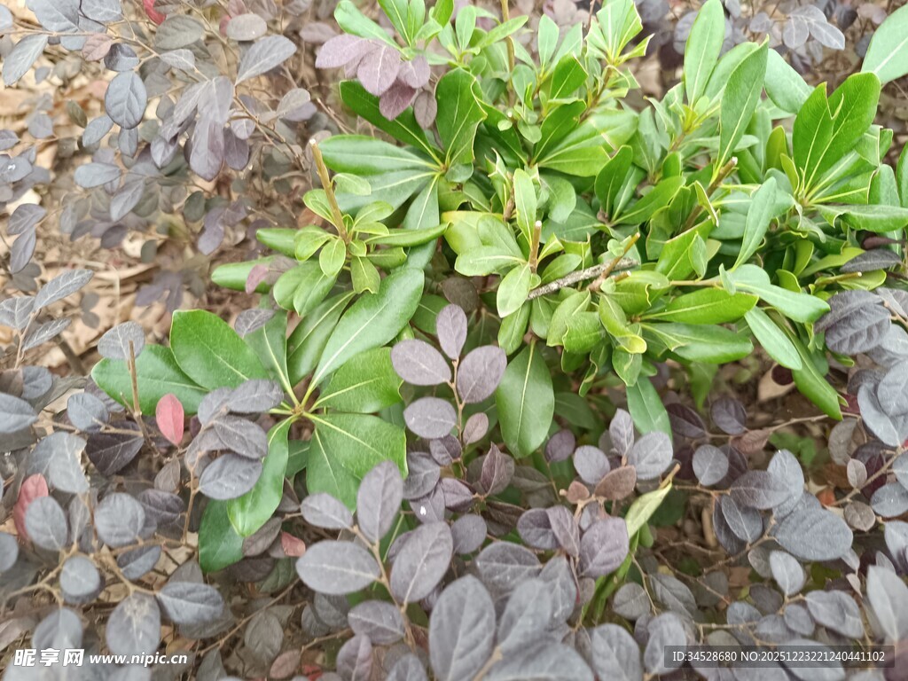 多彩叶片植物特写