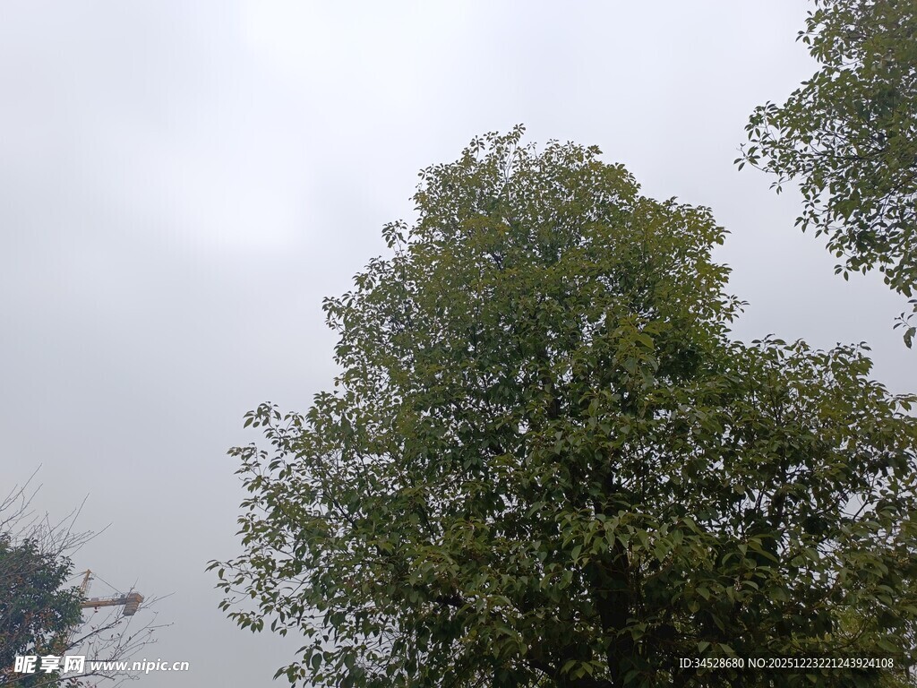 天空下的葱郁树木