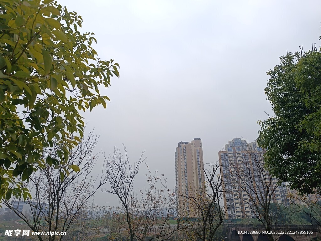 雾中城市与树木景观