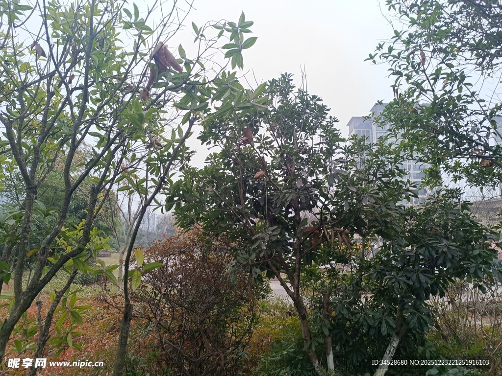 户外树林自然景观画面