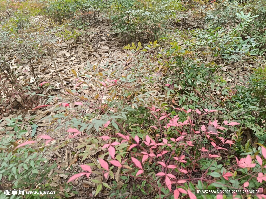 秋日多彩植物景观