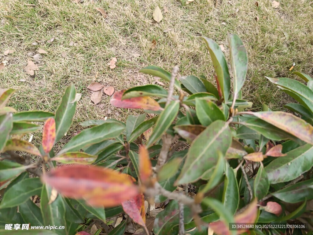 多彩叶片植物特写