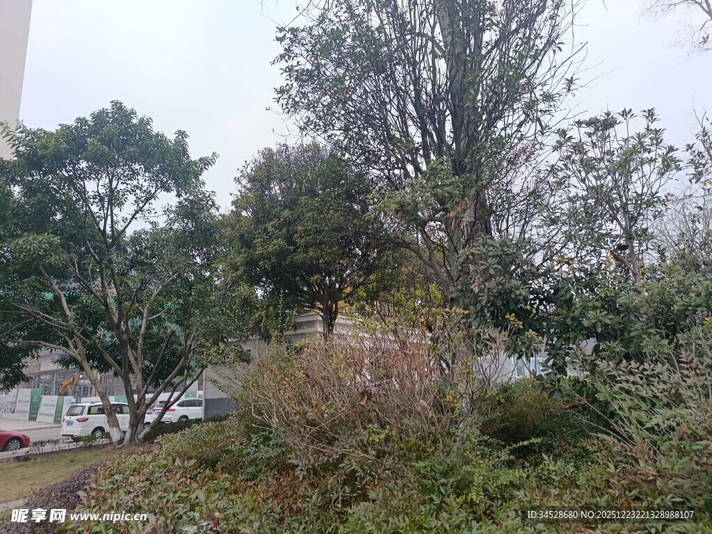 户外繁茂绿植景观