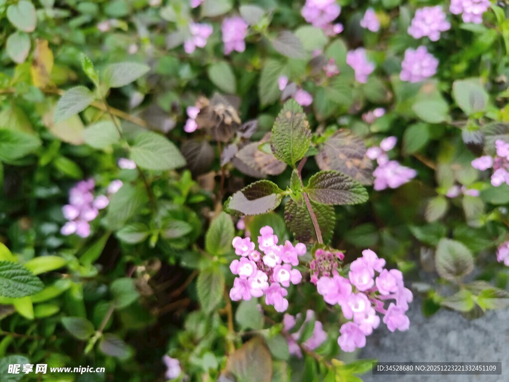 粉色小花绽放绿叶间