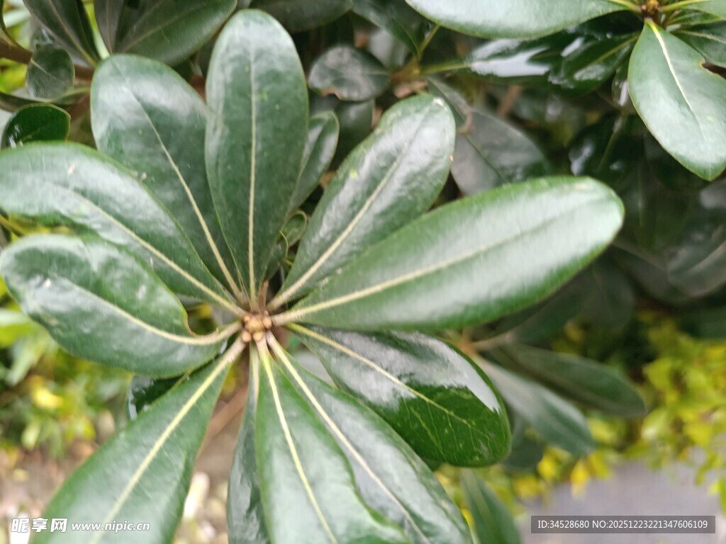 翠绿海桐叶特写