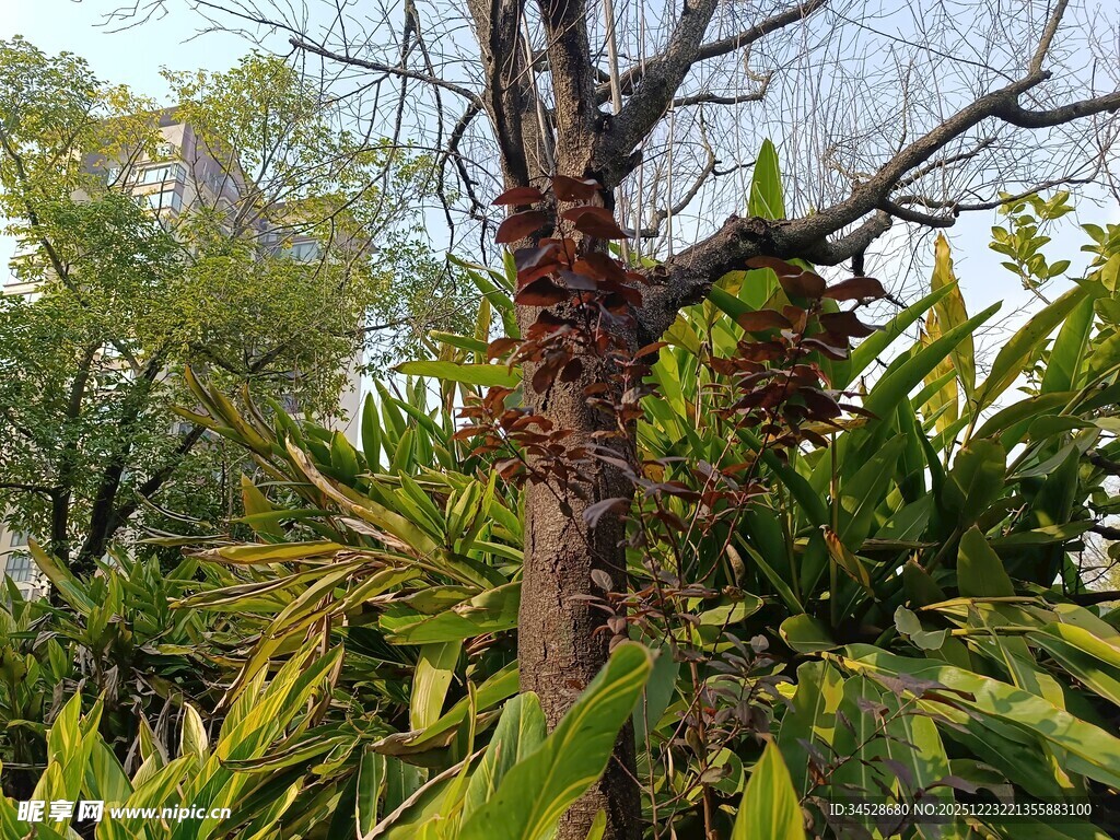枯树旁的繁茂绿植