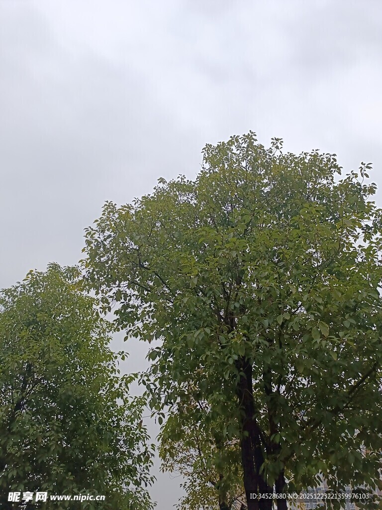 阴天里的葱郁树木