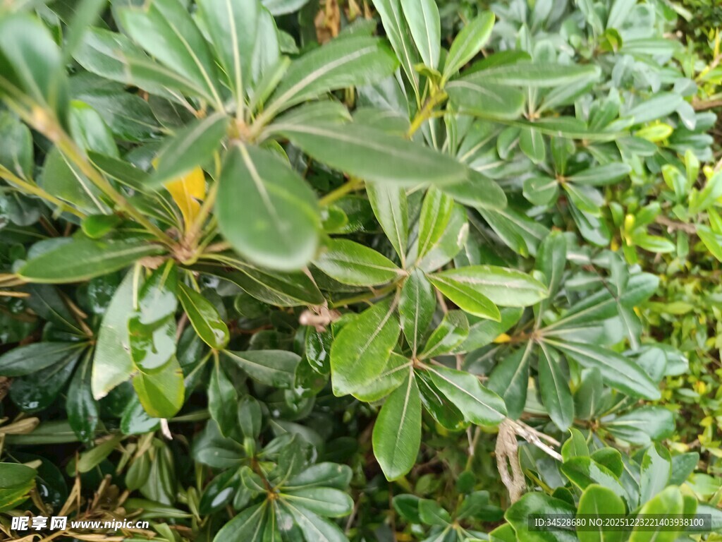 绿叶繁茂的植物景观