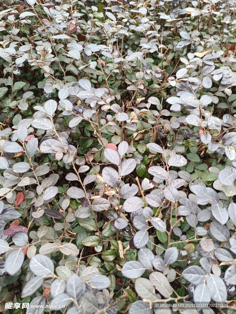 地面铺满粉色花瓣景象