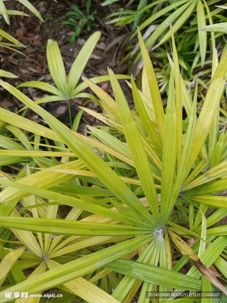 翠绿细长叶片的植物