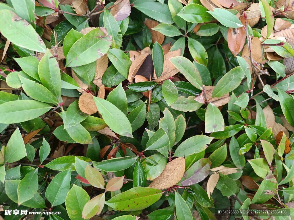 绿叶与褐叶交织的植物景观